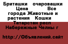 Бриташки - очаровашки.  › Цена ­ 3 000 - Все города Животные и растения » Кошки   . Татарстан респ.,Набережные Челны г.